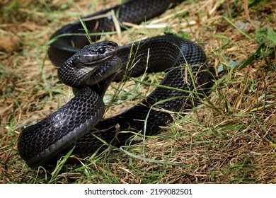 Exotic Black Snake Ready To Attack, Mangrove Snakes Black Boiga, Cat Snake, Boiga Dendrophila, Animal Closeup