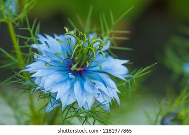 Exotic Blue Flower. Black Cumin Flower