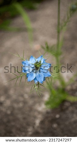 Exotic blue flower in wild plant by the road