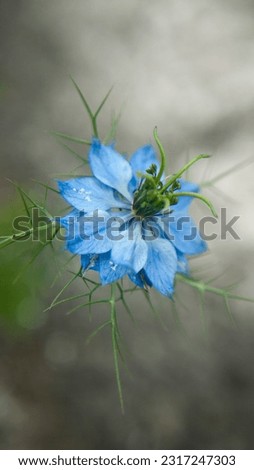 Exotic blue flower in wild plant by the road
