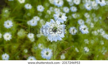 Exotic blue flowers in wild bush