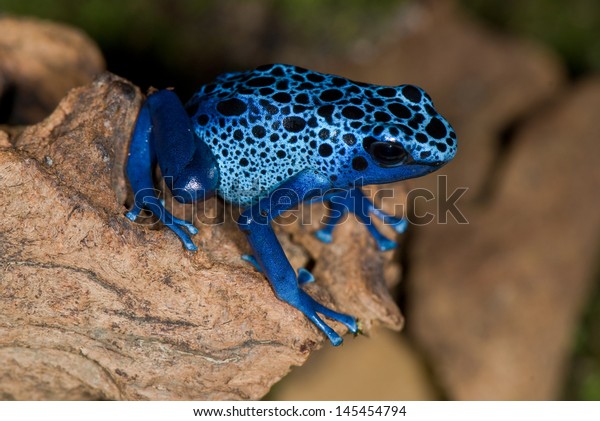 Exotic blue frog on a\
tree