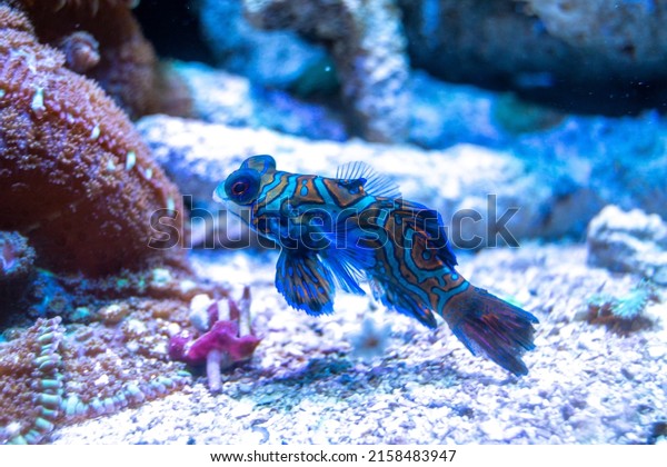 Exotic blue and orange\
fish in an aquarium, Synchiropus splendidus, mandarinfish in a tank\
with coral