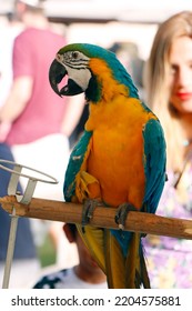 exotic blue and yellow macaw bird close up in a carnival festival - Shutterstock ID 2204575881