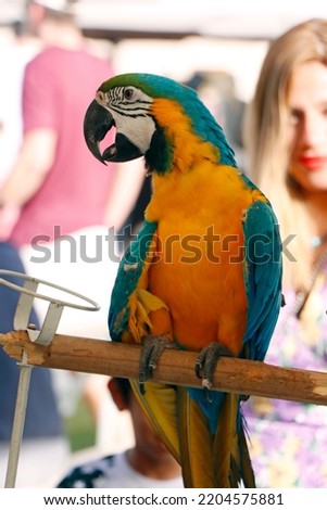 exotic blue and yellow macaw bird close up in a carnival festival