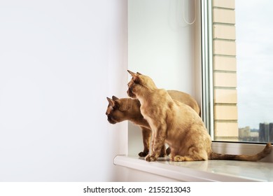 Exotic Burmese Cat's Family Sitting On Windowsill.