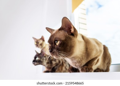 Exotic Burmese Cat's Family Sitting On Windowsill.