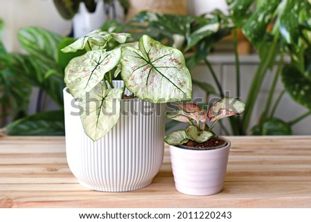 Exotic 'Caladium Bicolor Strawberry Star' and 'Caladium Peppermint' houseplants in flower pots on wooden table