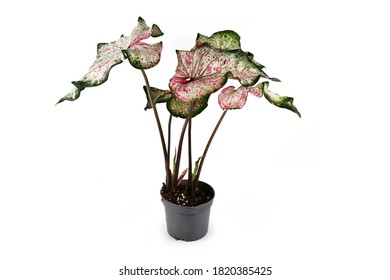 Exotic 'Caladium Candyland' plant with beautiful white and green leaves with pink freckles in flower pot on white background