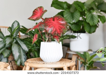 Exotic Caladium Red Flash houseplant in flower pot on table surrounded by many plants in living room