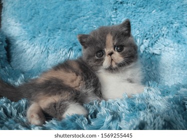 Dilute Calico Cat Images Stock Photos Vectors Shutterstock