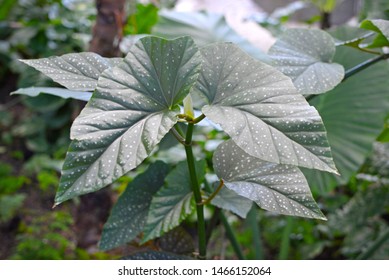 90 Begonia corallina bilder, arkivfotografier og vektorer | Shutterstock