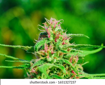 Exotic Cannabis Strain Growing Outdoors in Sunlight for CBD oil
