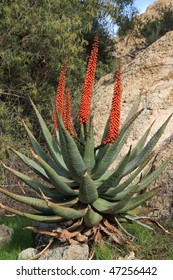 Exotic Cape Aloe Hybrid Plant