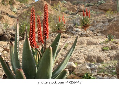 Exotic Cape Aloe Hybrid Plant