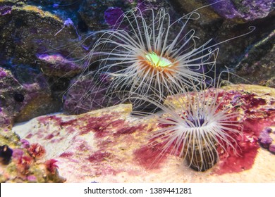 exotic corals underwater abstraction aquarium