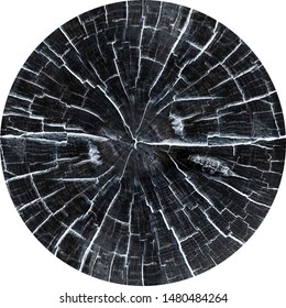 Exotic Cross Section Petrified Wood Stump, Black Color With White Abstract Centered Pattern Cracks  