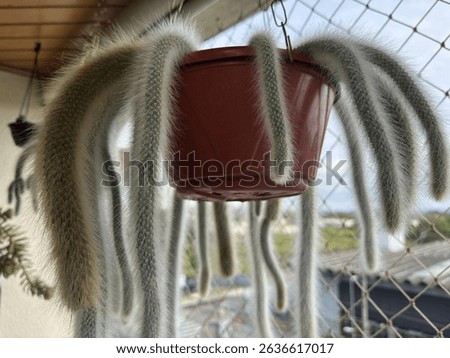 Exotic, curious and full of personality: the 'monkey tail' cactus in a hanging vase transforms any balcony into an unusual and charming botanical setting.