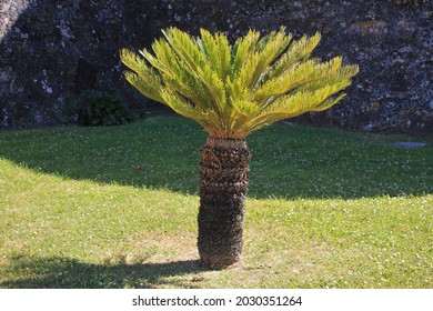 The Exotic Cycad In Nature