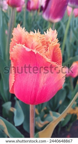 Exotic Deep Peach Pink Frilly edged Tulip close up in a garden in vertical format at the Ottawa Tulip Festival in Commissioners Park, Ottawa,Canada