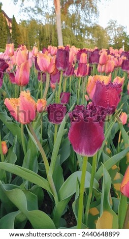 Exotic Deep Purple Frilly edged Tulip close up in contrast with Frilly petalled Rose pink tulips in a garden in vertical format at the Ottawa Tulip Festival in Commissioners Park, Ottawa,Canada
