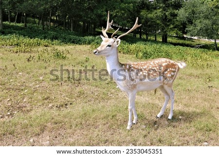 Exotic deer at Eureka Springs Safari Park