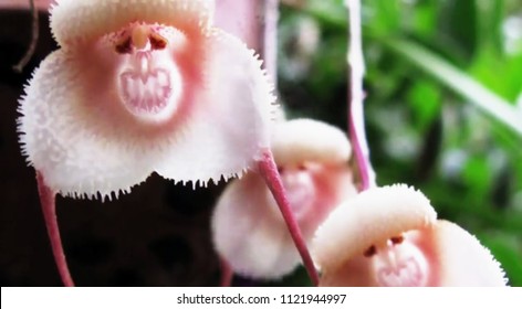 Monkey Face Orchid Images Stock Photos Vectors Shutterstock