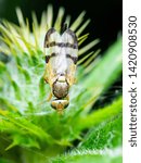 Exotic Drosophila Fly Diptera Parasite Insect on Plant Green Grass Macro