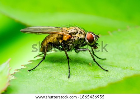 Exotic Drosophila Fly Diptera Parasite Insect on Green Leaf Macro