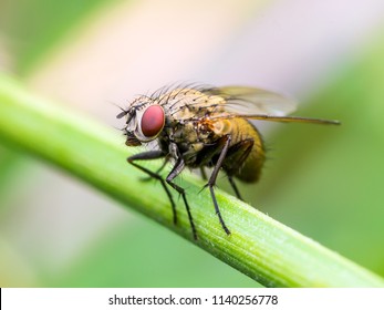 Exotic Drosophila Fruit Fly Diptera Insect on Plant