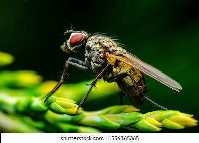 Exotic Drosophila Fruit Fly Diptera Parasite Stock Photo 1556865365 ...