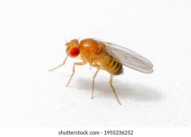 Exotic Drosophila Fruit Fly Diptera Parasite Insect on White Background