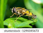 Exotic Drosophila Fruit Fly Hoverfly Diptera Parasite Insect on Plant Leaf