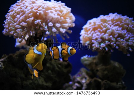 Exotic fish Clownfish in frot of sea anemone flower in the center of oceanography and marine biology 