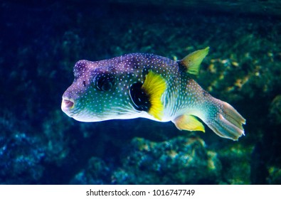 Exotic Fish At La Rochelle