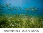 Exotic fish school swimming underwater in deep blue ocean above green seaweed with sun shining through water