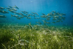 Exotic Fish School Swimming Underwater In Deep Blue Ocean Above Green Seaweed With Sun Shining Through Water