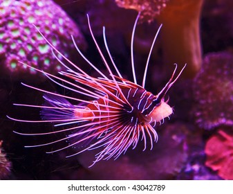 Exotic Fish Swimming In Coral Reef