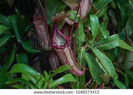 Exotic flower of Carnivorous plants, Nepenthes plants, Tropical pitcher plants and monkey cups