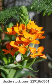 exotic flower in nature. ornithogalum exotic flower in nature. orange color exotic flower - Shutterstock ID 2291863661