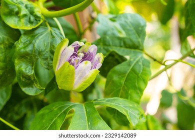 Exotic flower of passion fruit in blossom on the tree.  - Shutterstock ID 2329142089