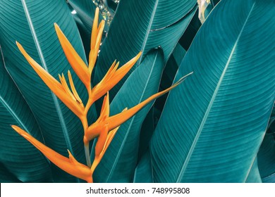 exotic flower, tropical foliage nature dark green background, vintage tone - Shutterstock ID 748995808