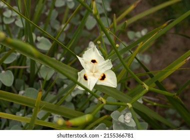 Exotic flowers blooming in the garden. Closeup view of Dietes bicolor, also known as Yellow Wild Iris, colorful flower, blooming in the park.