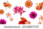 Exotic Flowers isolated on white background