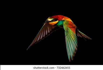 Exotic Flying Bird Is Isolated On A Black Background