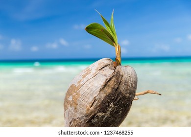 Exotic Food And Nature Concept - Coconut On Tropical Beach In French Polynesia