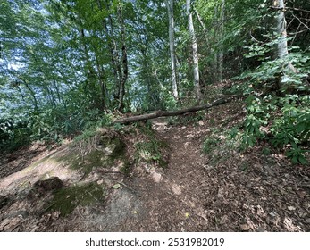 Exotic forest. Landscape of vines, dense leaves and trees. Stunning texture of rocks covered with green moss. Luxurious rainforest, tropical path. A fallen tree blocks the road. Amasra, Turkey. - Powered by Shutterstock