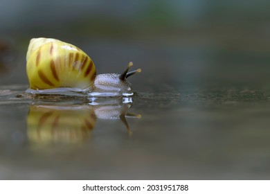 Exotic freshwater yellow Pond Snails isolated in dark background, beautiful for wallpapers, banners or any design materials