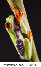 Exotic frog