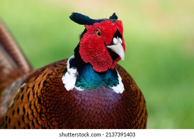 Exotic Game Pheasant Released For Hunting In Uk